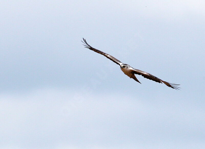 Ayres's Hawk-Eagleadult, Flight