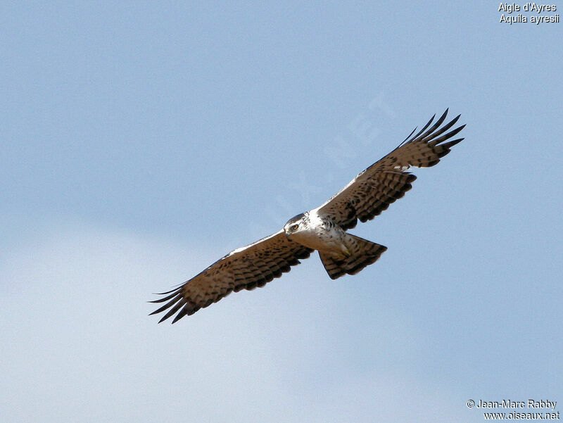 Ayres's Hawk-Eagle, Flight