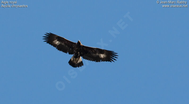 Golden Eagle female, Flight