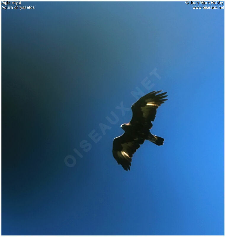Golden Eagle, Flight