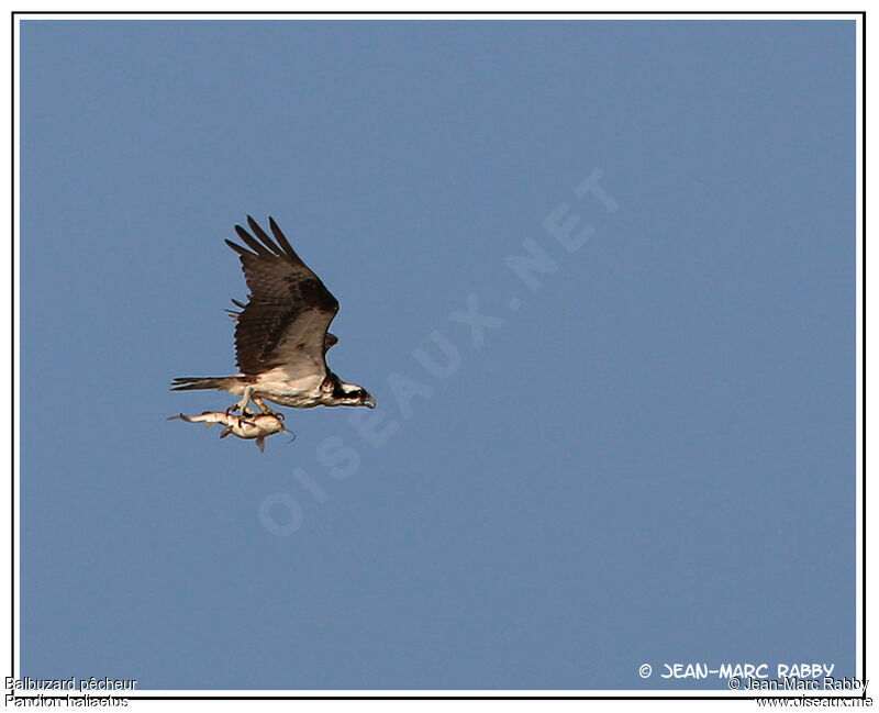 Osprey, identification, Flight, Behaviour