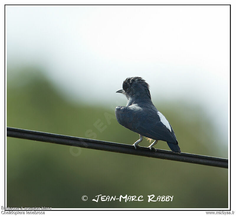 Swallow-winged Puffbird, identification