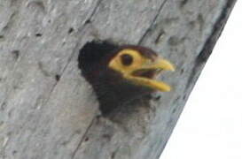 Yellow-billed Barbet