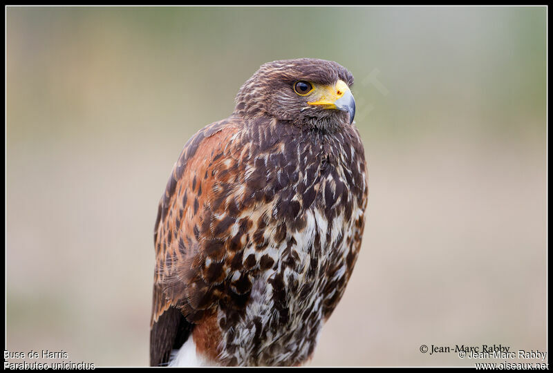 Harris's Hawk male, identification