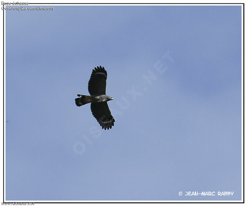 Crane Hawk, Flight