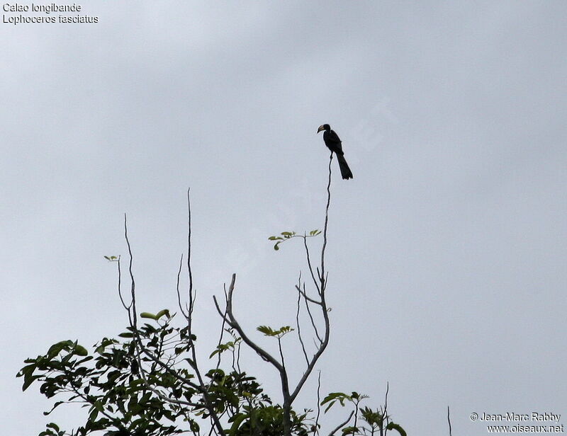Congo Pied Hornbill
