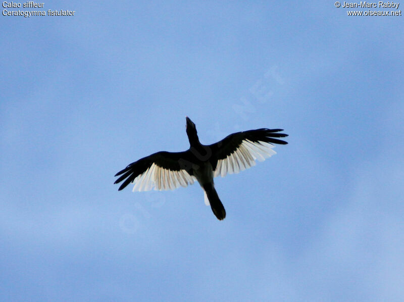 Piping Hornbill, Flight