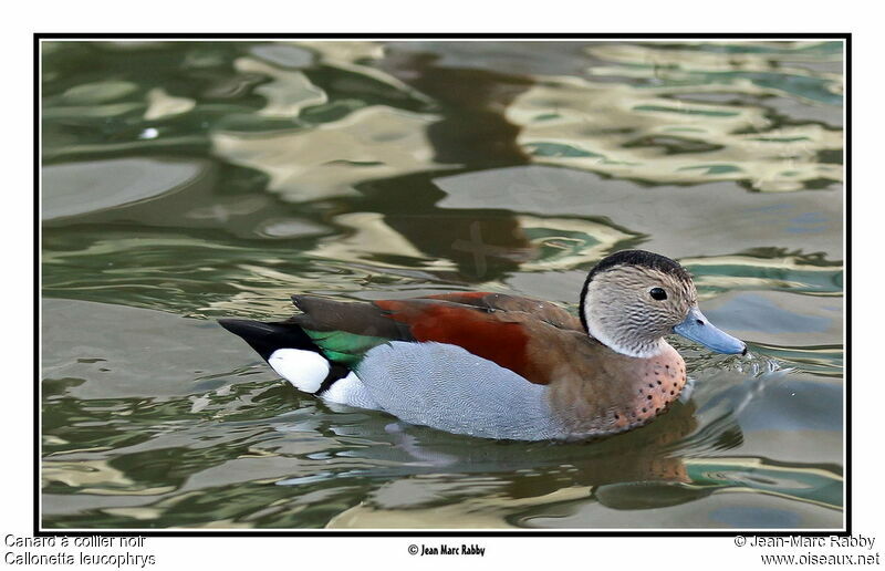 Ringed Teal, identification