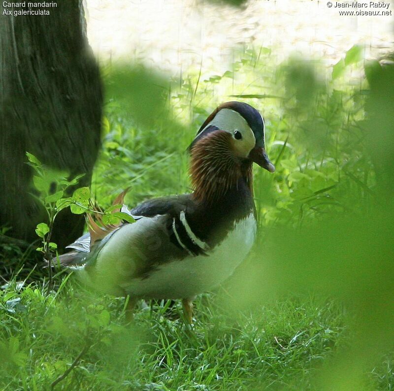 Mandarin Duck male, identification