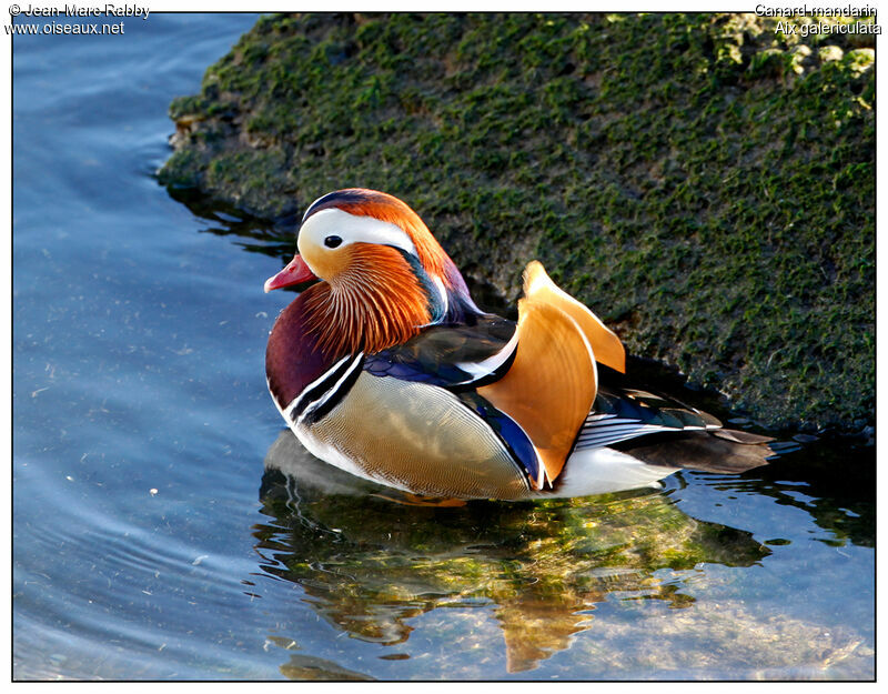 Mandarin Duck, identification