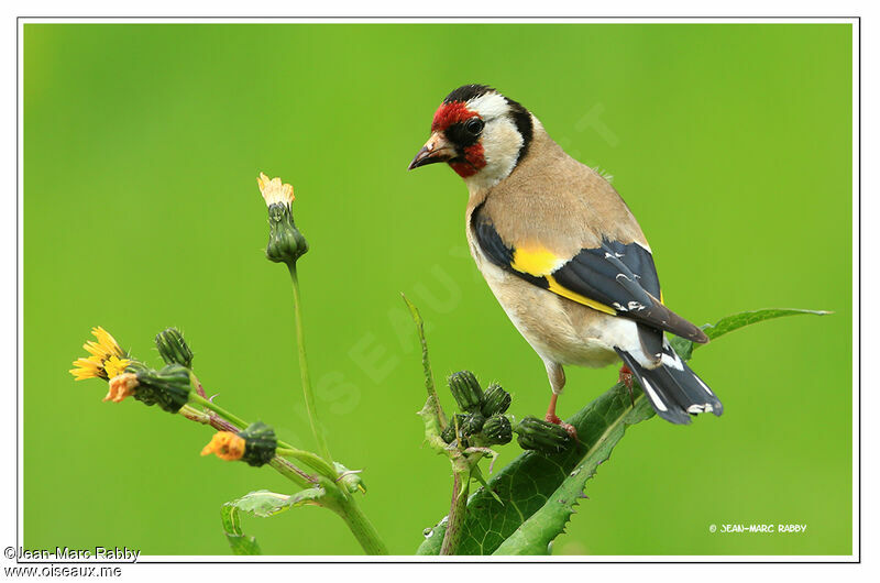 European Goldfinch, identification