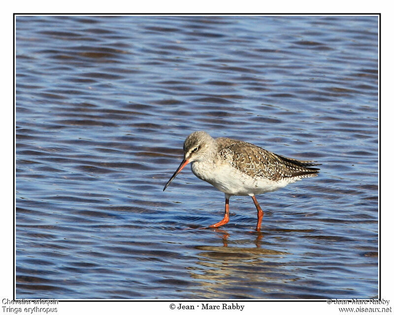 Spotted Redshank, identification