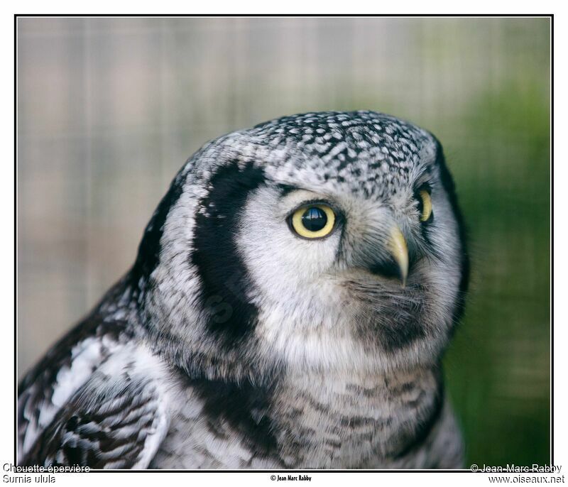 Northern Hawk-Owl, identification
