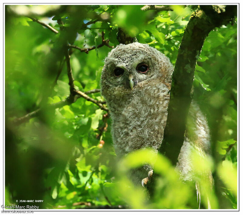 Tawny OwlFirst year, identification