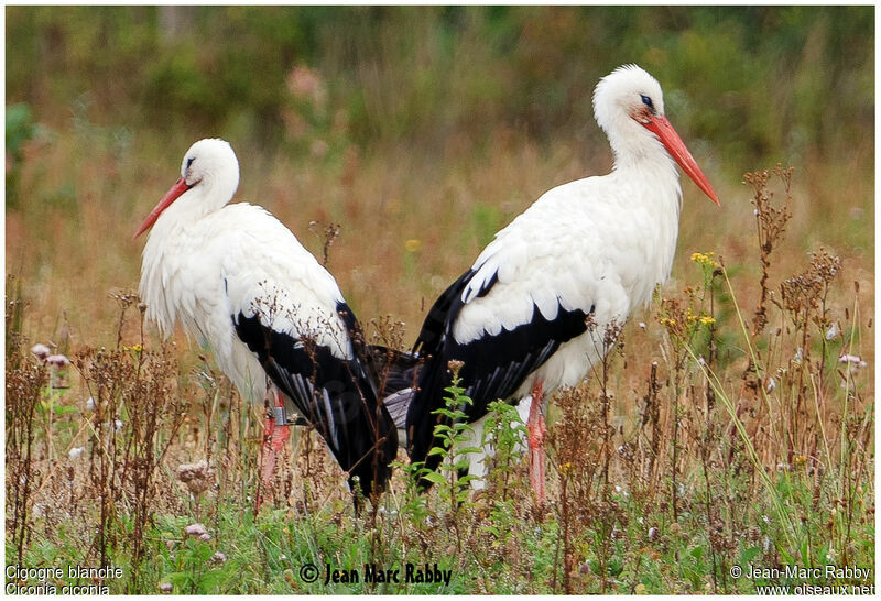 White Stork , identification