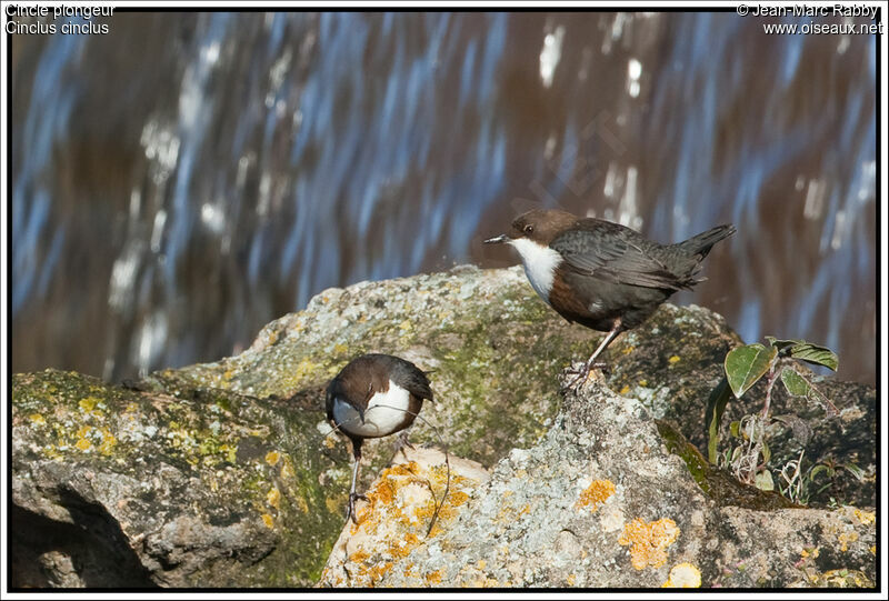 White-throated Dipper , identification, Reproduction-nesting