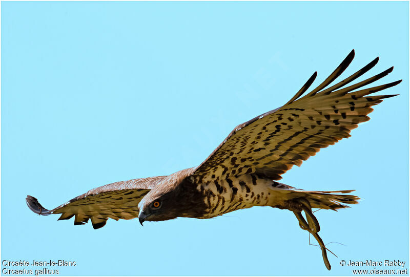 Short-toed Snake Eagle, identification, Behaviour