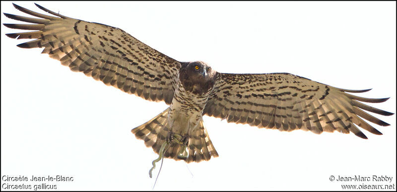 Short-toed Snake Eagle, identification, Flight, Behaviour