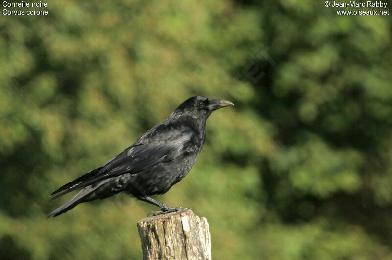 Carrion Crow, identification