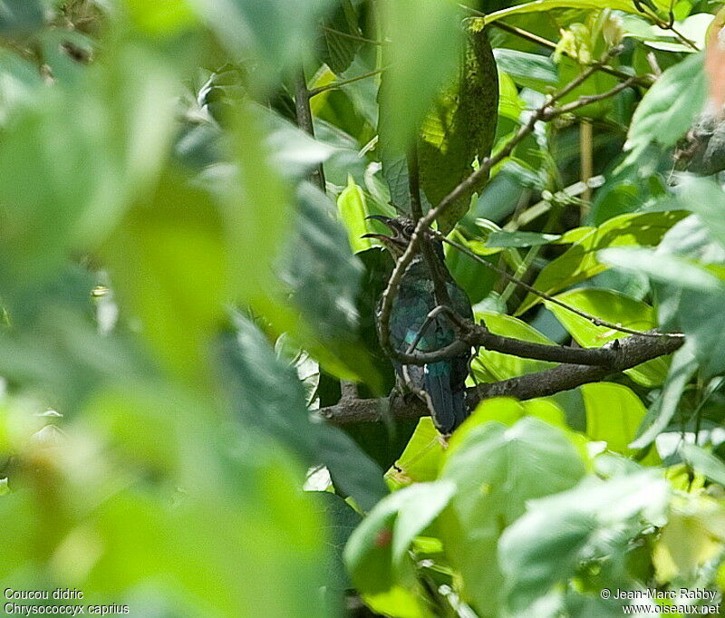 Diederik Cuckoo male, identification