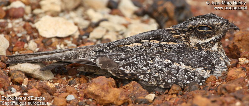 European Nightjar female