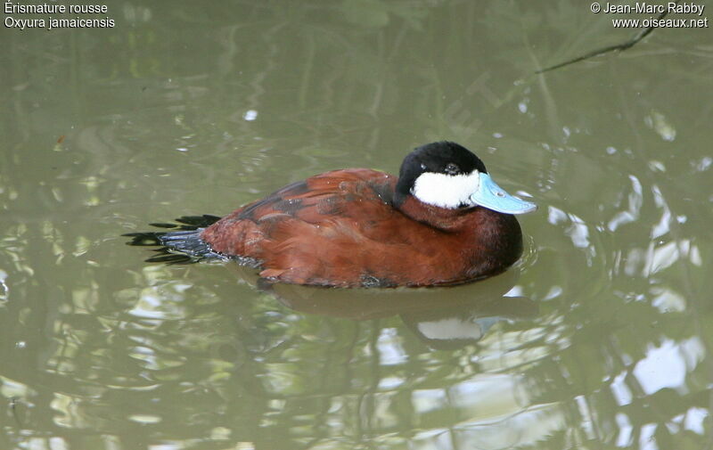 Ruddy Duck male, identification
