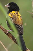 Yellow-mantled Widowbird
