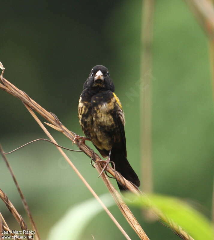 Yellow-mantled Widowbird male adult transition, pigmentation