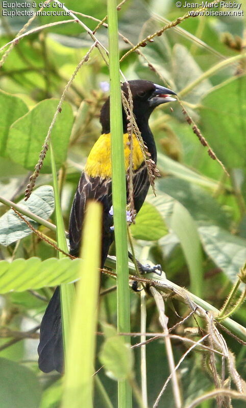 Yellow-mantled Widowbird, identification