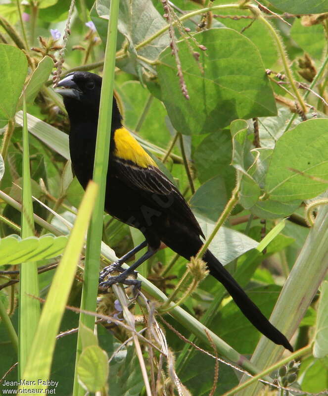 Yellow-mantled Widowbird male adult breeding, pigmentation, eats