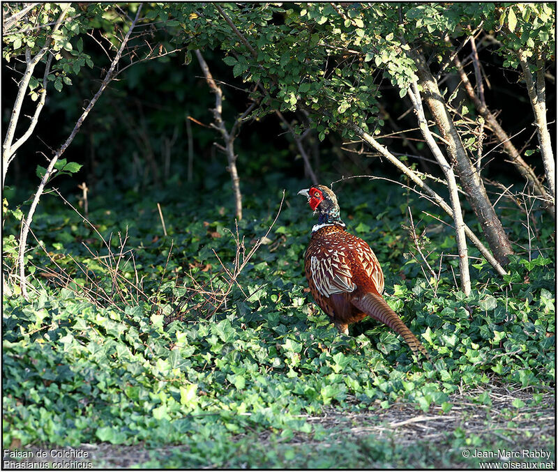 Common Pheasant male, identification