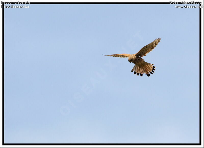 Common Kestrel, Flight
