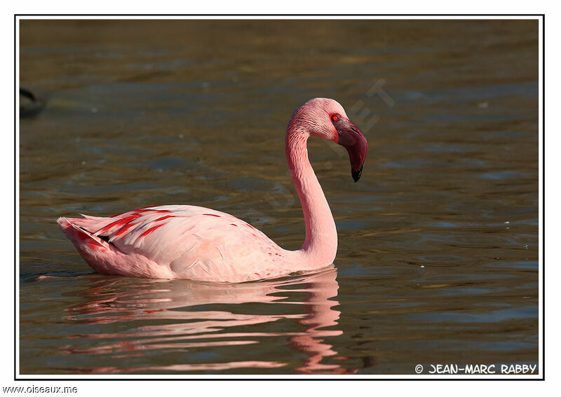 Lesser Flamingo, identification