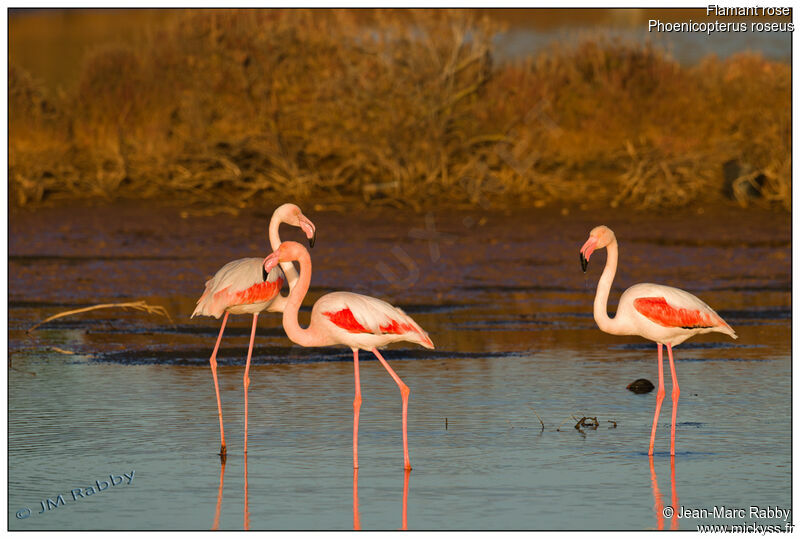 Greater FlamingoThird  year, identification