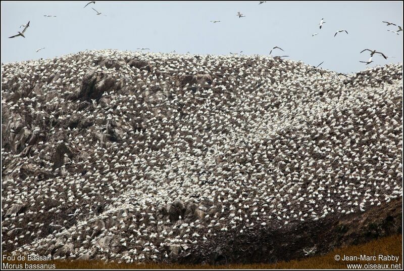 Northern Gannet, identification, Reproduction-nesting, Behaviour