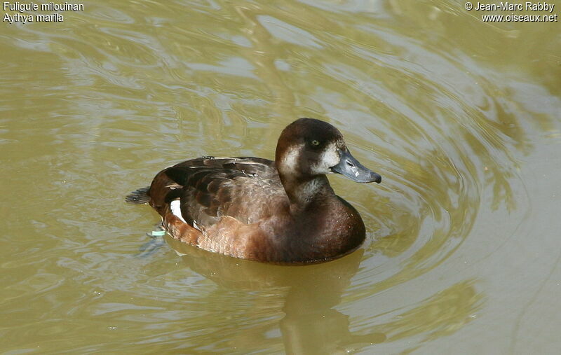 Greater Scaup female, identification