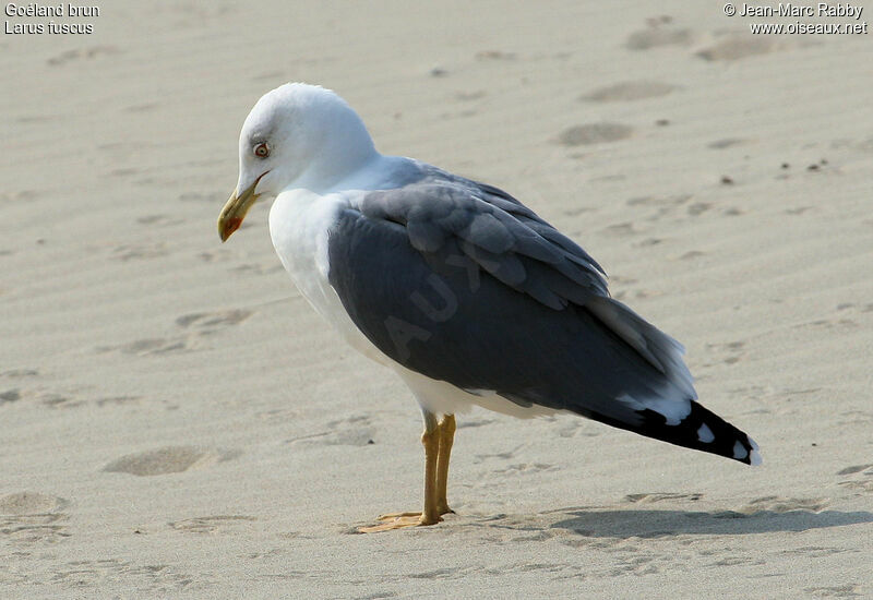 Lesser Black-backed Gull, identification
