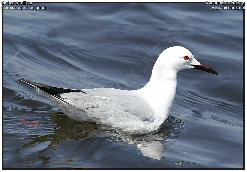 Slender-billed Gull, identification