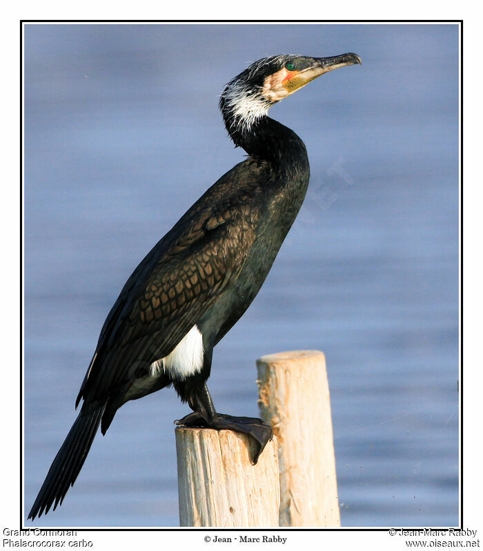Great Cormorant male