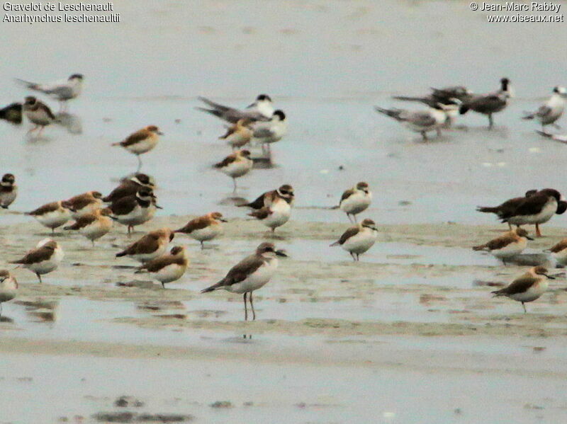Greater Sand Plover, identification