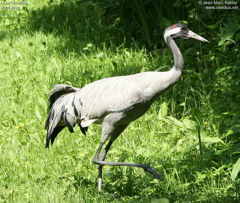 Common Crane, identification