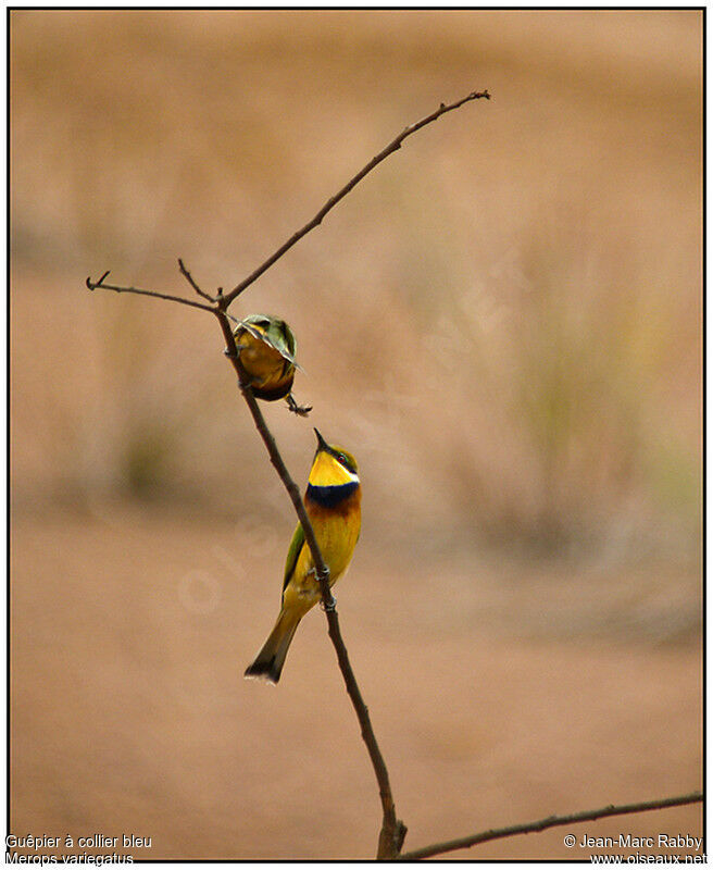 Blue-breasted Bee-eater , identification, Behaviour