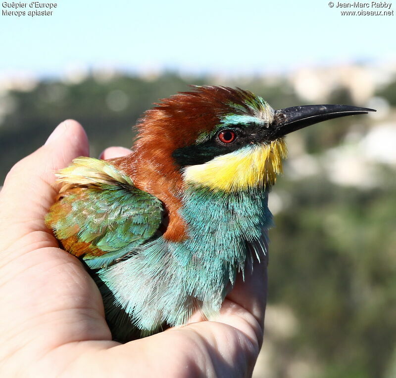 European Bee-eater, identification