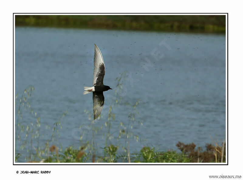 White-winged Tern, Flight
