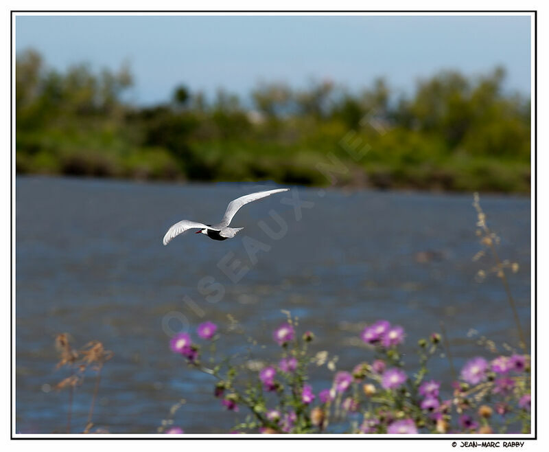 Whiskered Tern, Flight