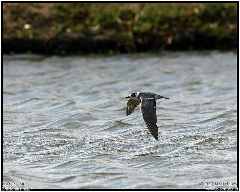 Black Tern, Flight