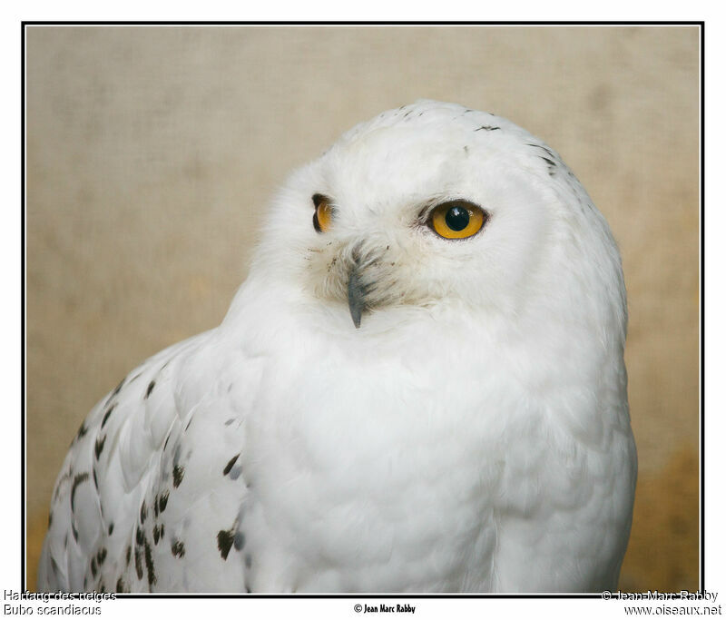 Snowy Owl, identification
