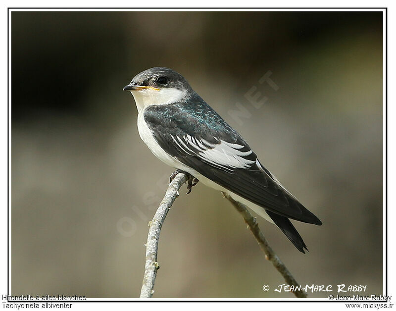 White-winged Swallow, identification