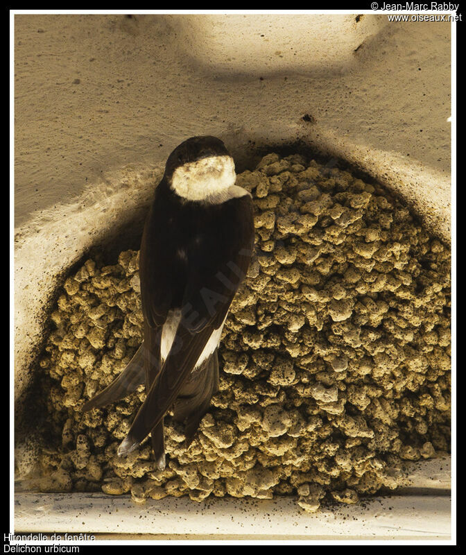 Western House Martin, identification, Reproduction-nesting