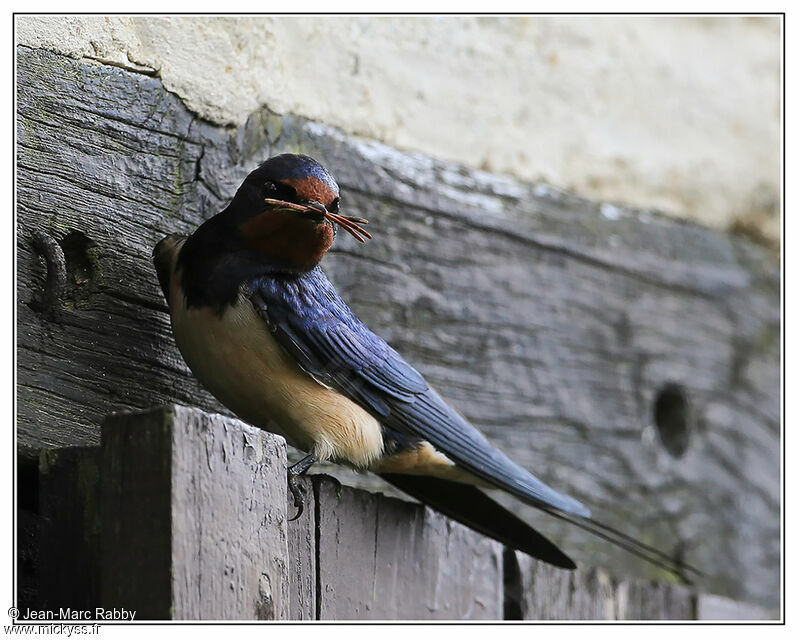 Barn Swallow, identification, Reproduction-nesting